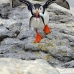 puffin_atlantic_msi_v_1917_can3253.jpg
